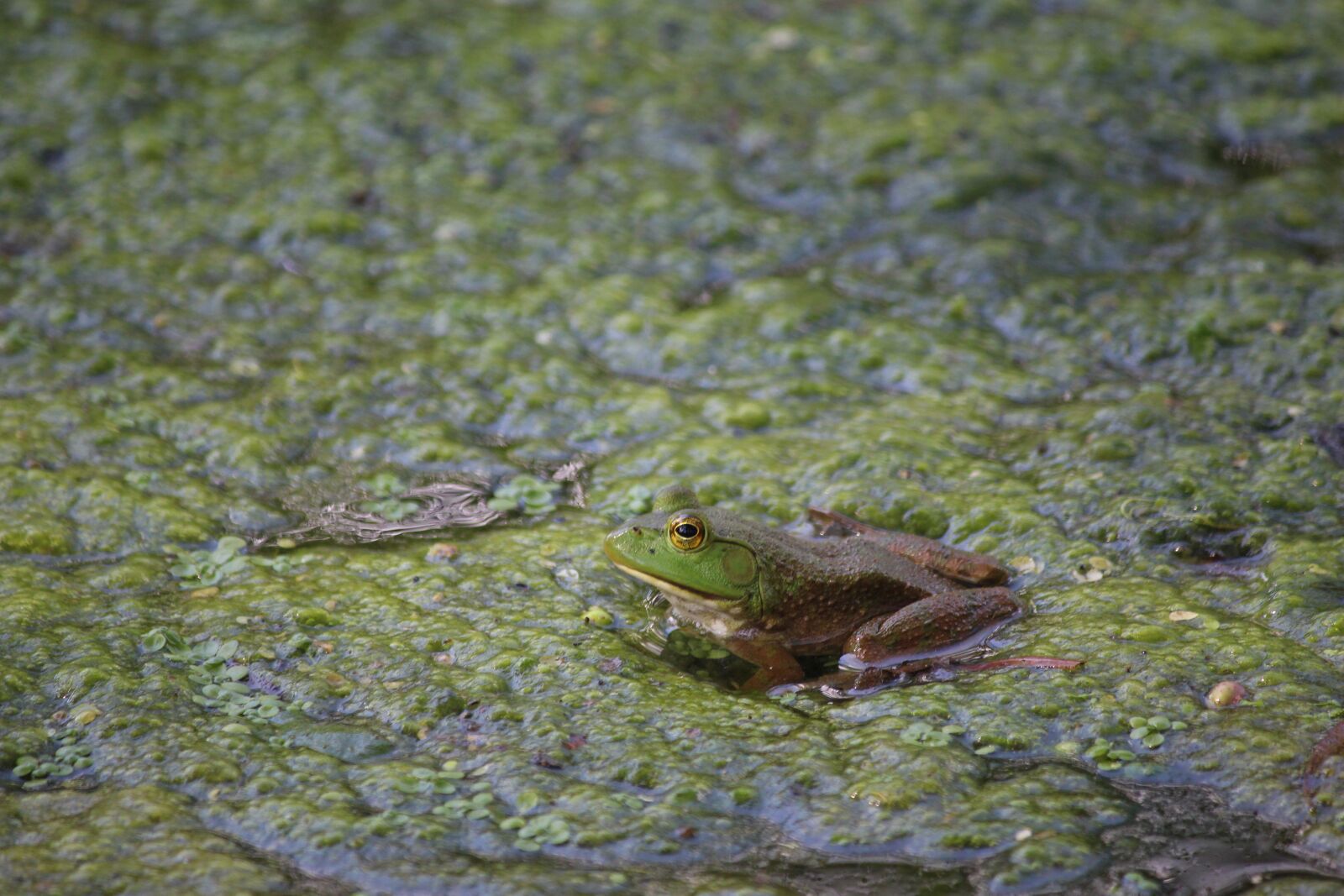 Canon EOS 700D (EOS Rebel T5i / EOS Kiss X7i) + Canon EF-S 55-250mm F4-5.6 IS sample photo. Frog, swamp, bullfrog photography