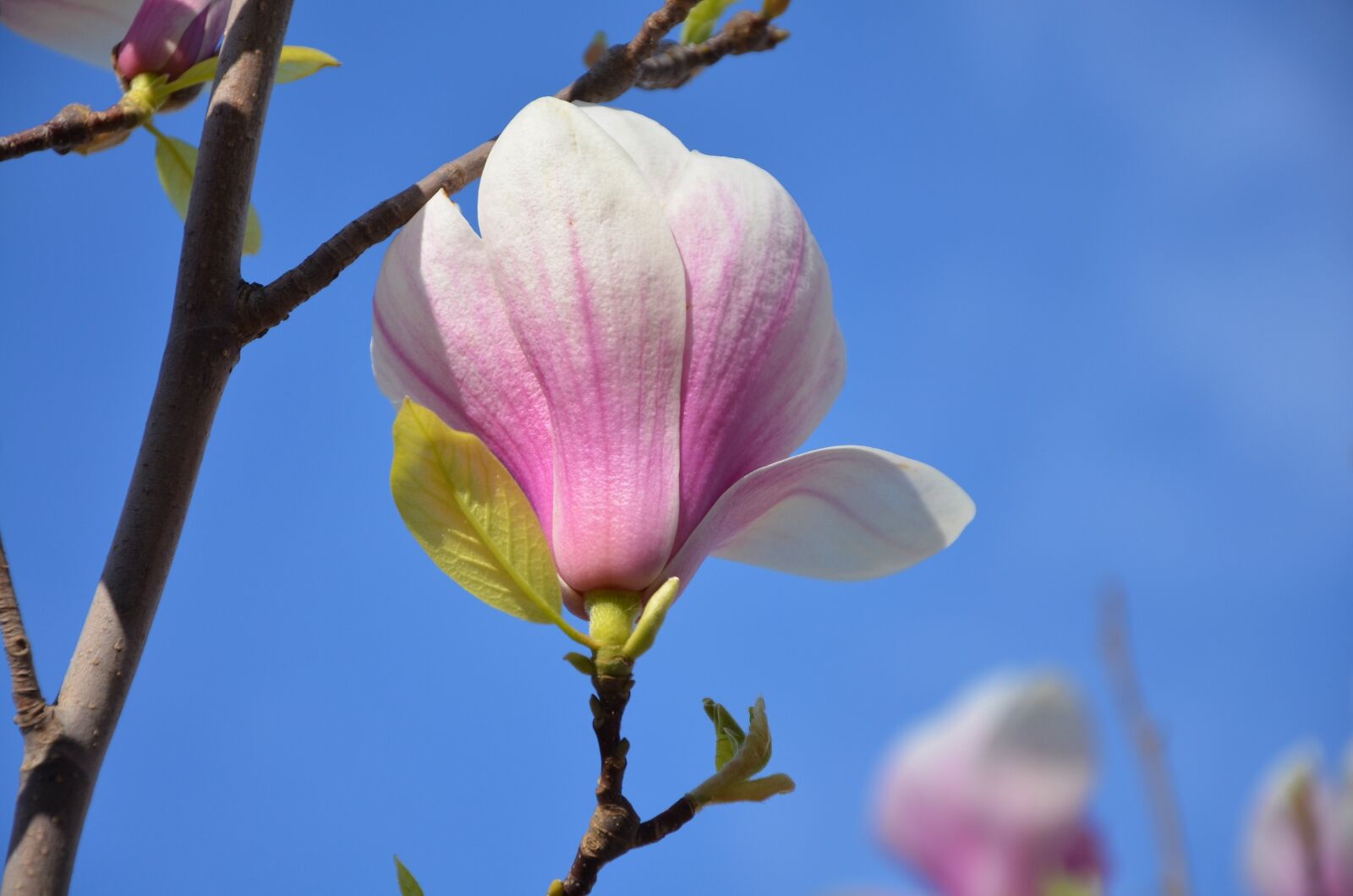 Nikon D7000 sample photo. Tree, flower, nature photography
