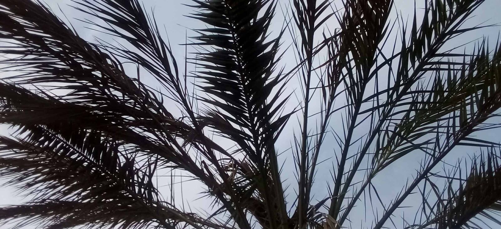 Samsung Galaxy J2 Prime sample photo. Leaf, nature, palm tree photography