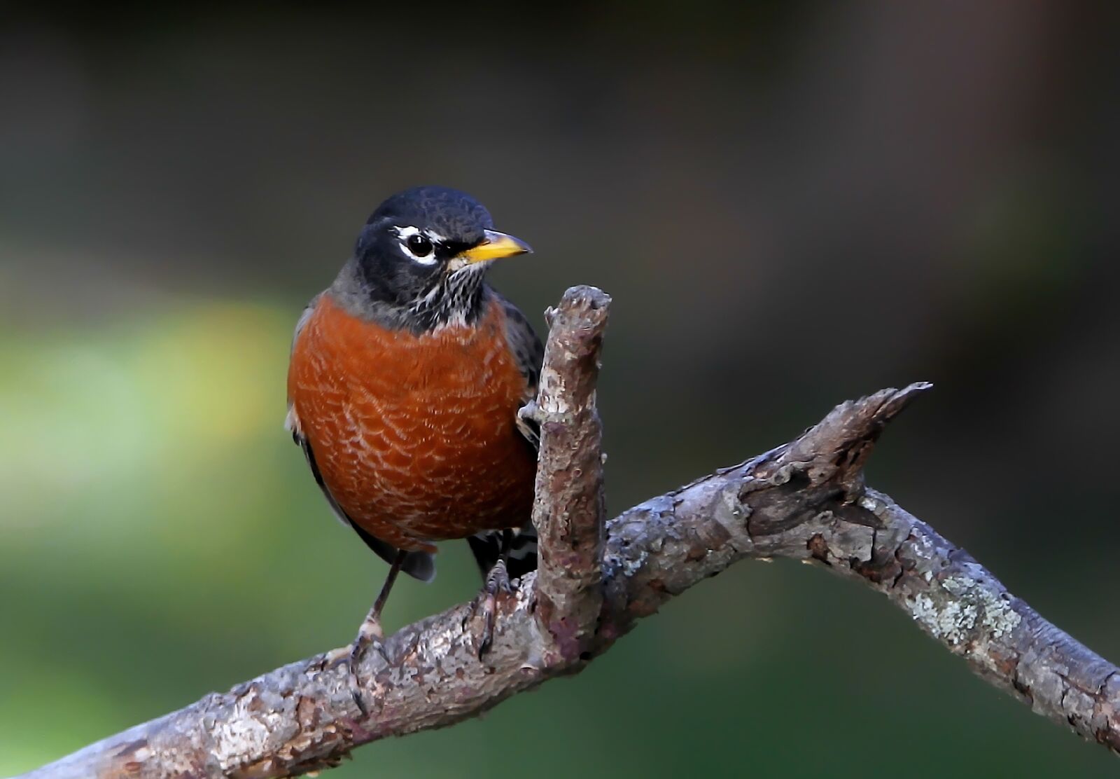 Canon EOS 7D sample photo. Robin, american robin, bird photography
