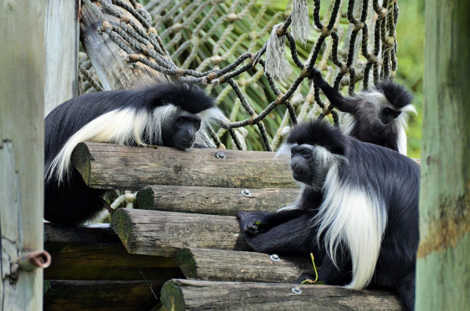 Nikon D5100 sample photo. Colobus, colobus guereza, monkey photography