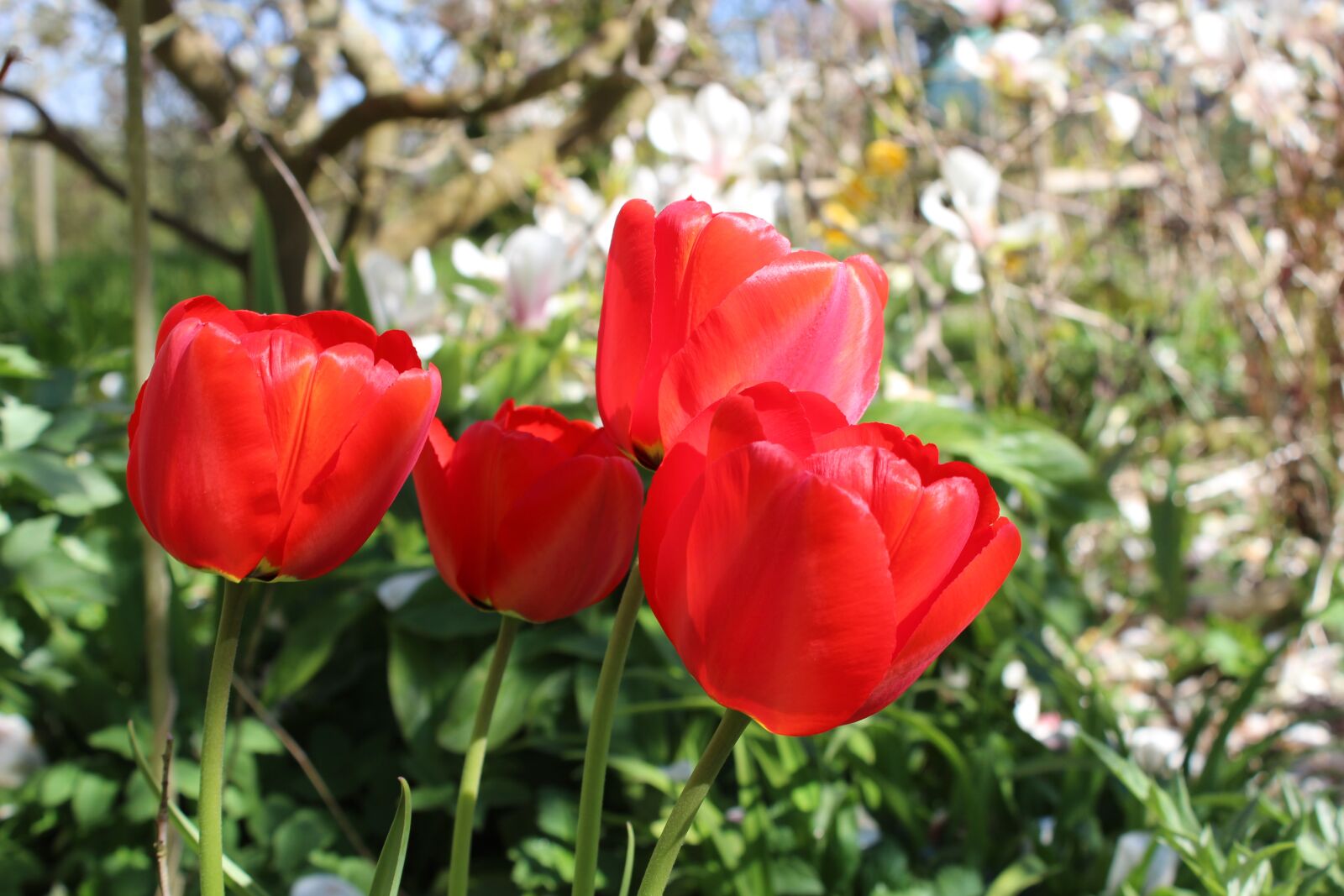Canon EOS 600D (Rebel EOS T3i / EOS Kiss X5) sample photo. Tulips, flowers, red photography