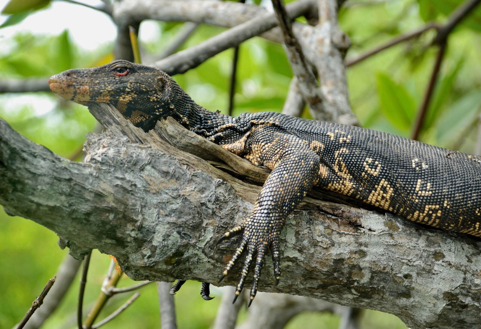 Nikon D200 sample photo. Nature, wild animals, the photography