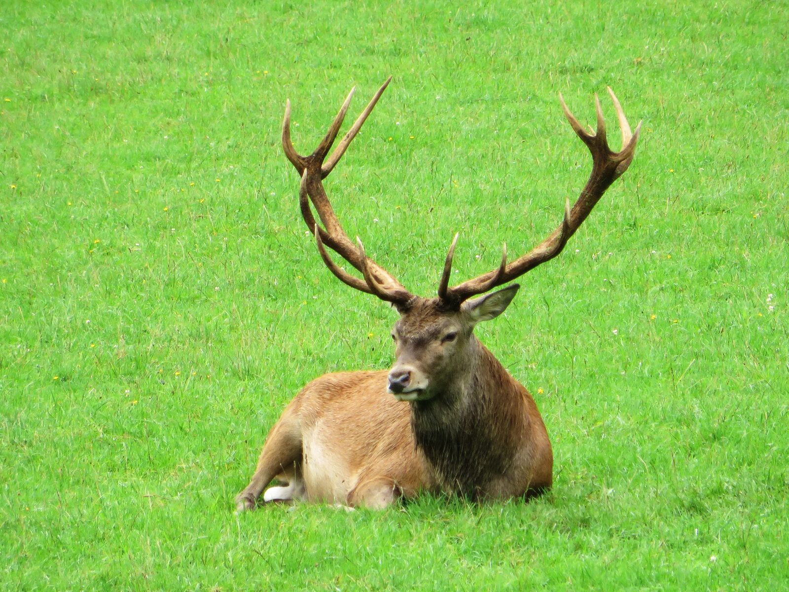 Canon PowerShot SX270 HS sample photo. Deer, ten-horns, élaphe photography