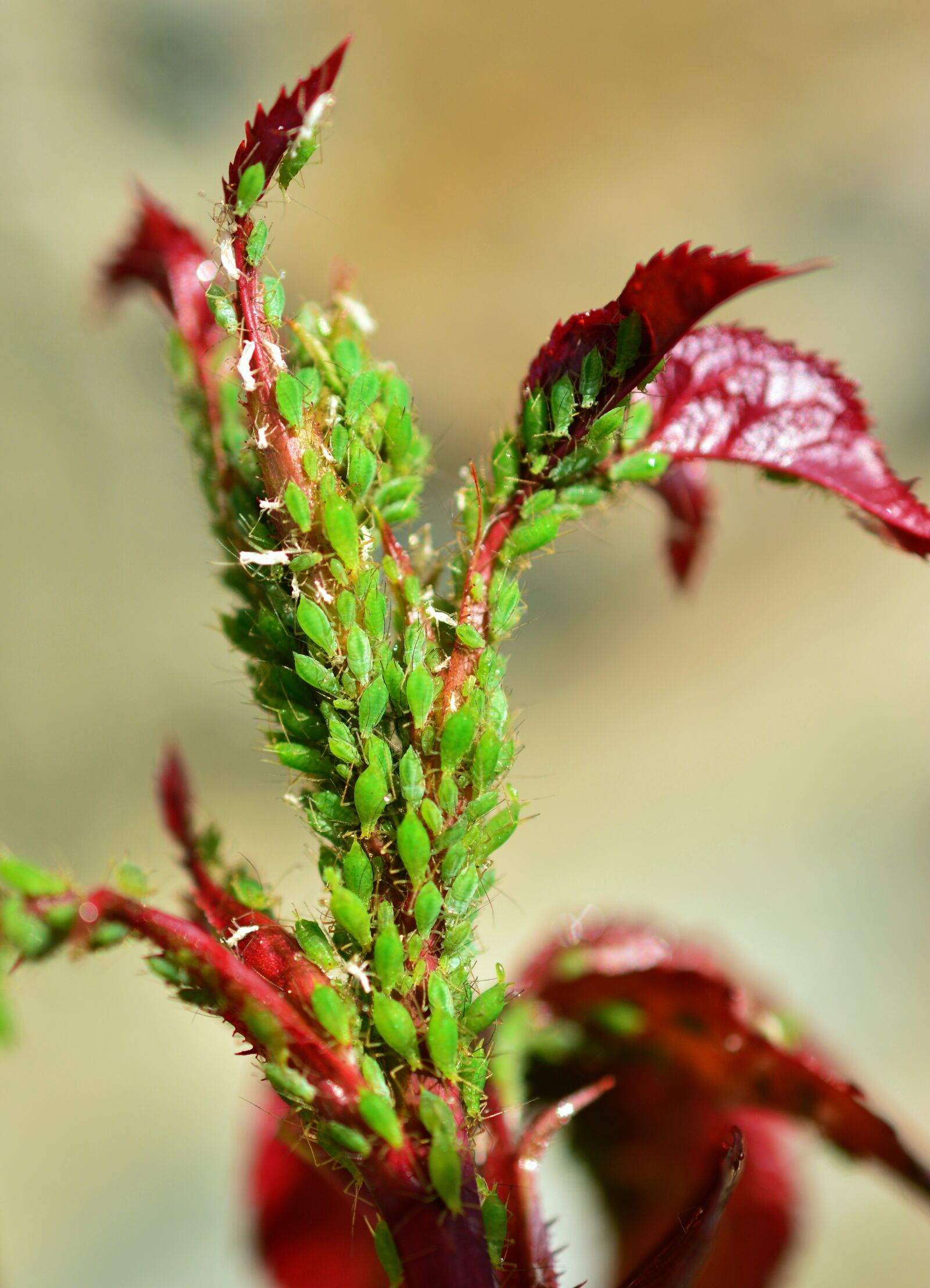 Nikon D5200 sample photo. Aphids, green aphid, aphid photography