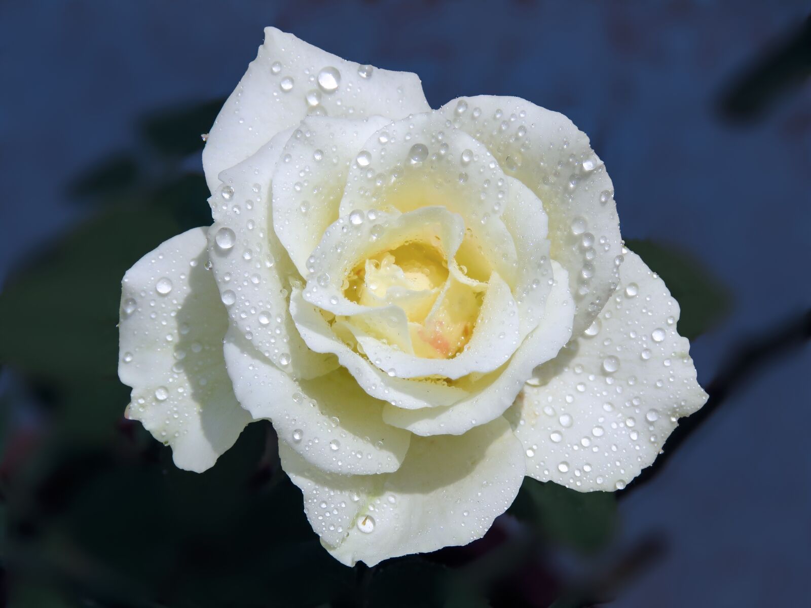 Canon PowerShot SX60 HS sample photo. Just rose, rose at photography