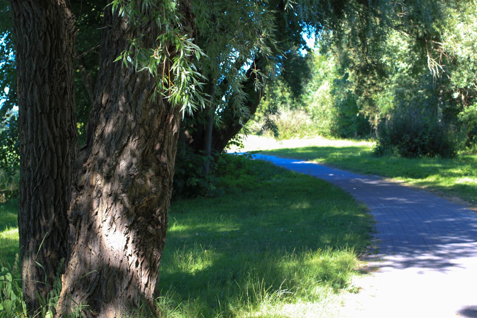 Canon EOS 500D (EOS Rebel T1i / EOS Kiss X3) sample photo. Away, trail, trees photography
