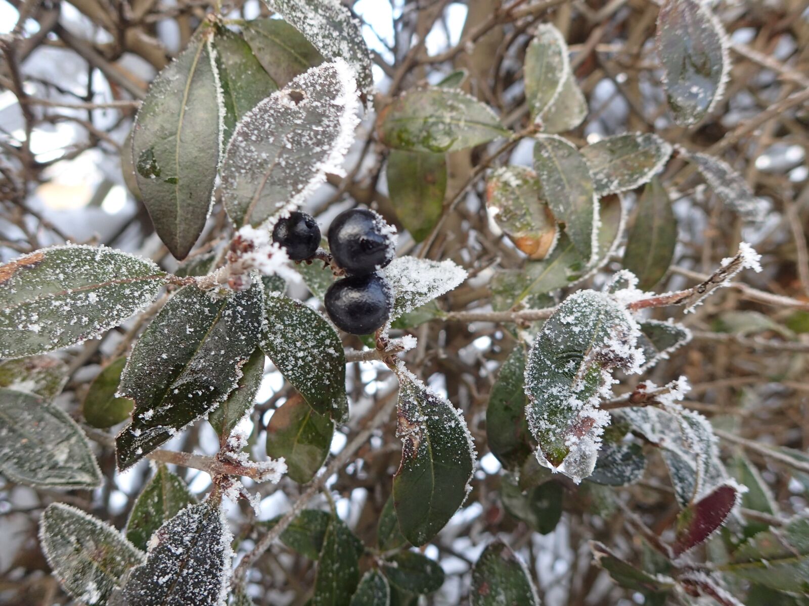 Olympus TG-4 sample photo. Winter, foliage, bush photography