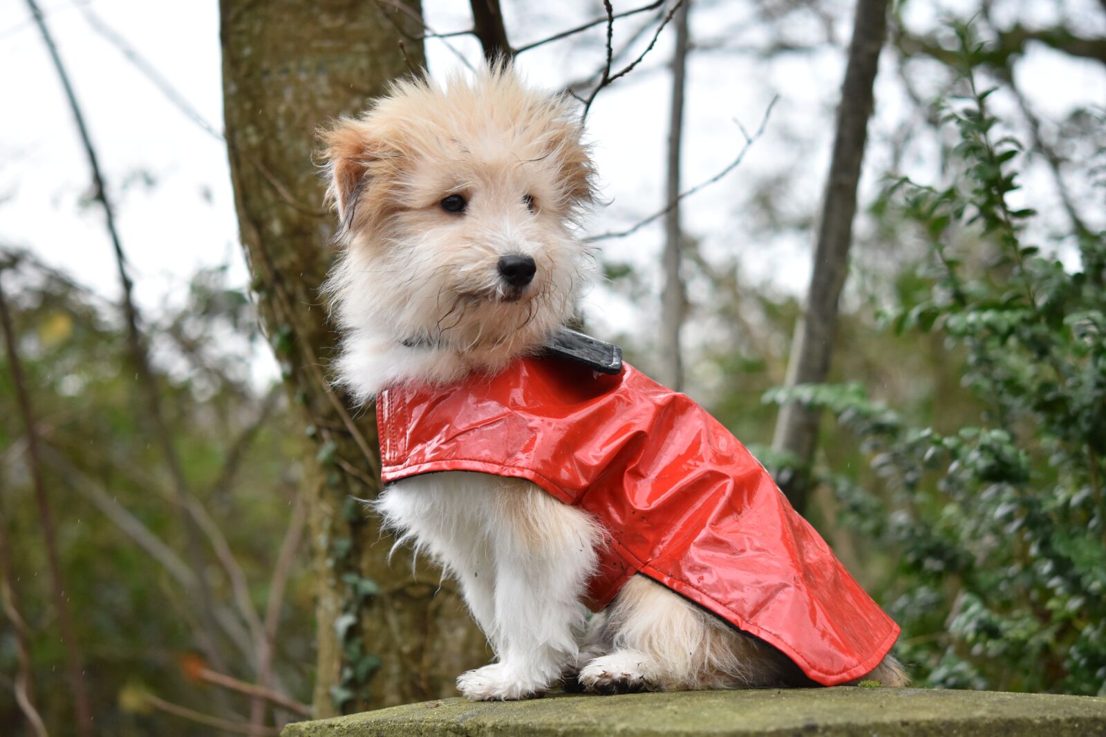 Nikon D5600 sample photo. Dog, dog wears a photography