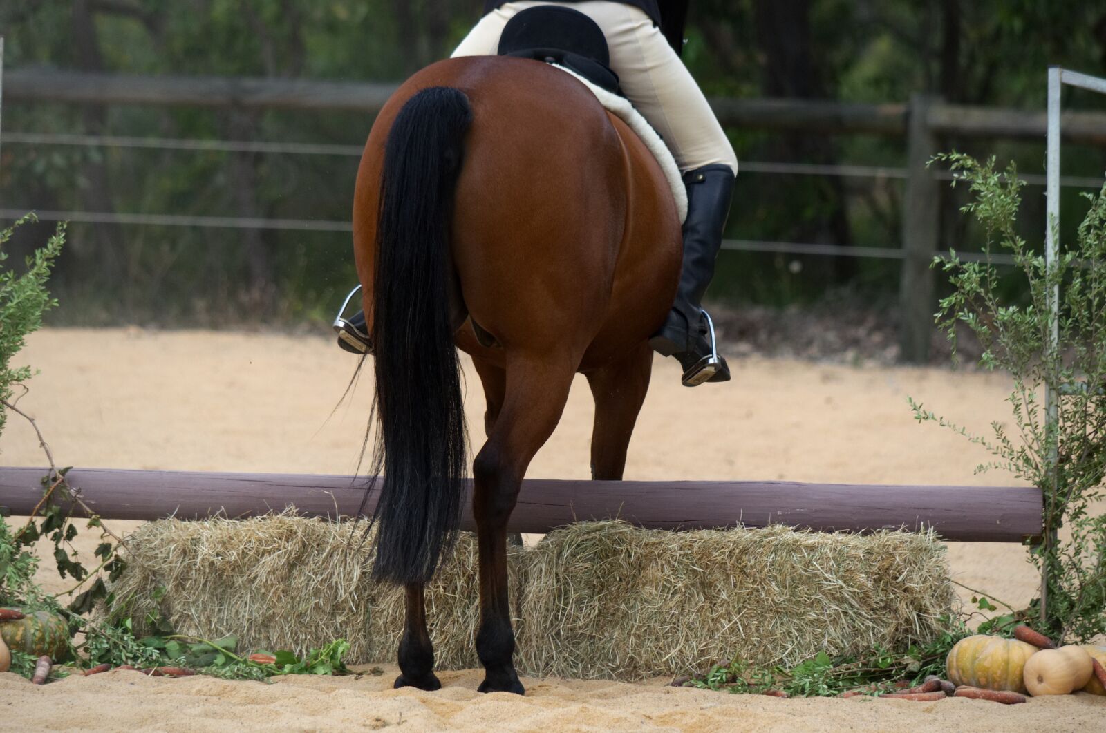 Nikon D5100 sample photo. Horse, standardbred, hunter photography