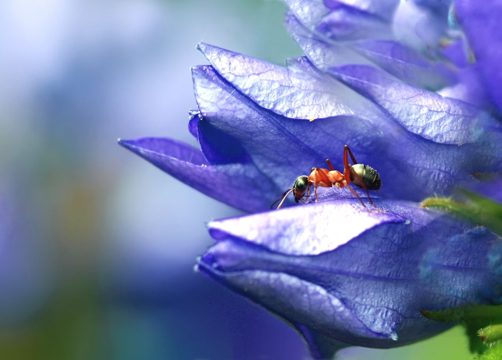 Olympus E-450 (EVOLT E-450) sample photo. Ant in purple, ant photography