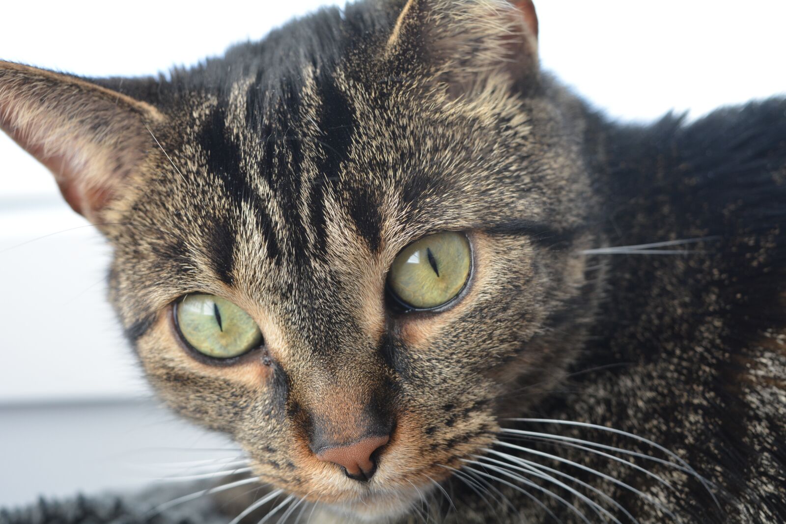 Nikon D5200 sample photo. Chat, cat, animal photography