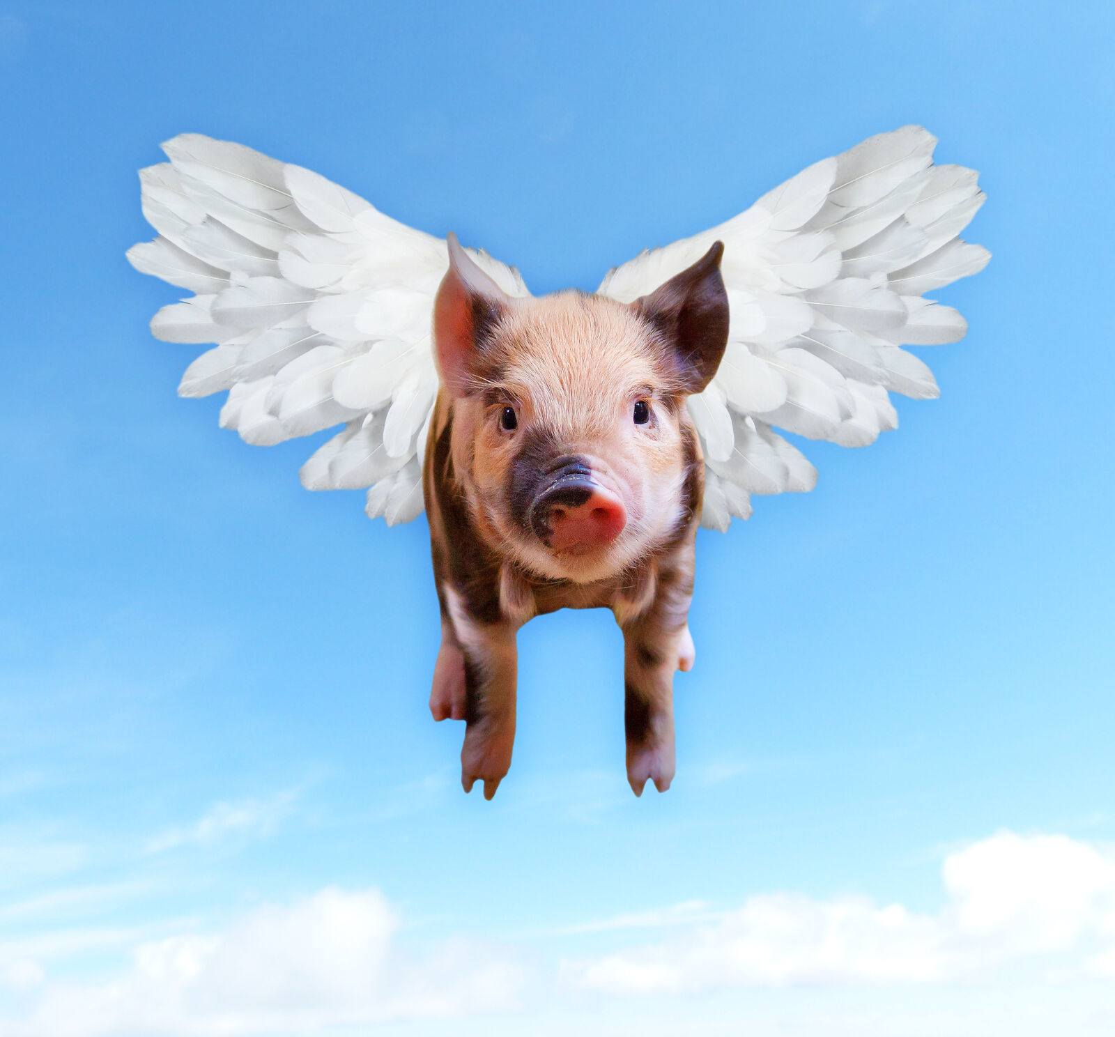 Canon EOS 5D Mark II sample photo. Animal, cute, digital, art photography