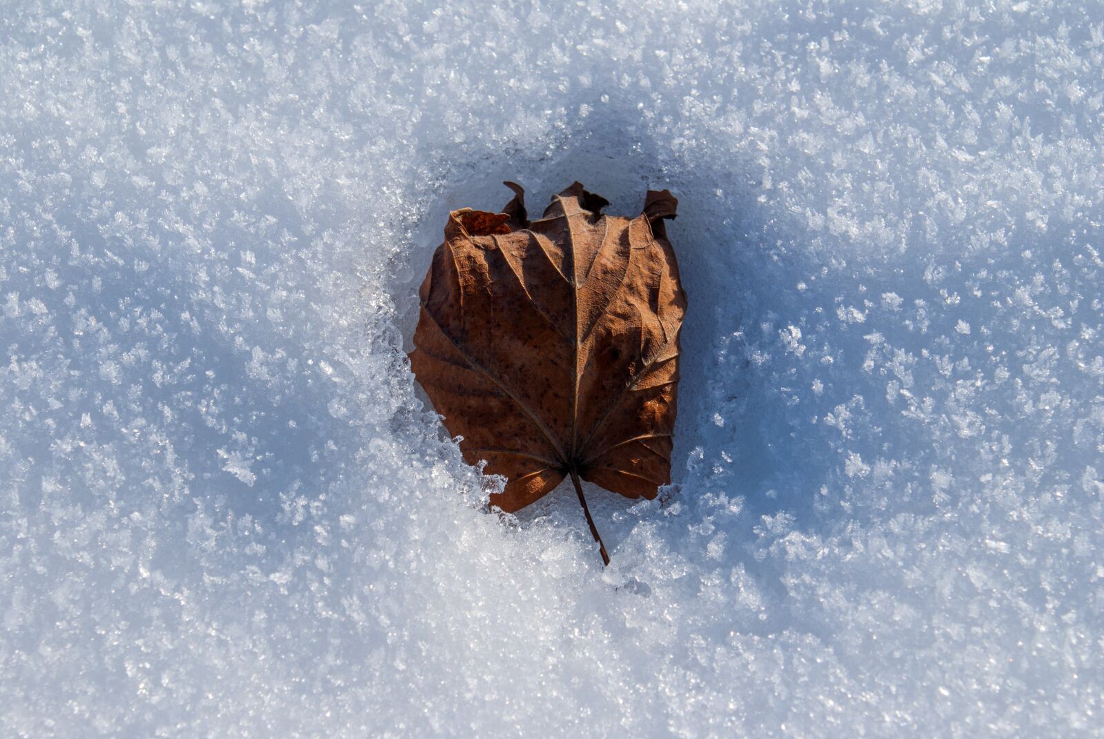 Sony Alpha DSLR-A100 sample photo. Winter, leaf, snow photography