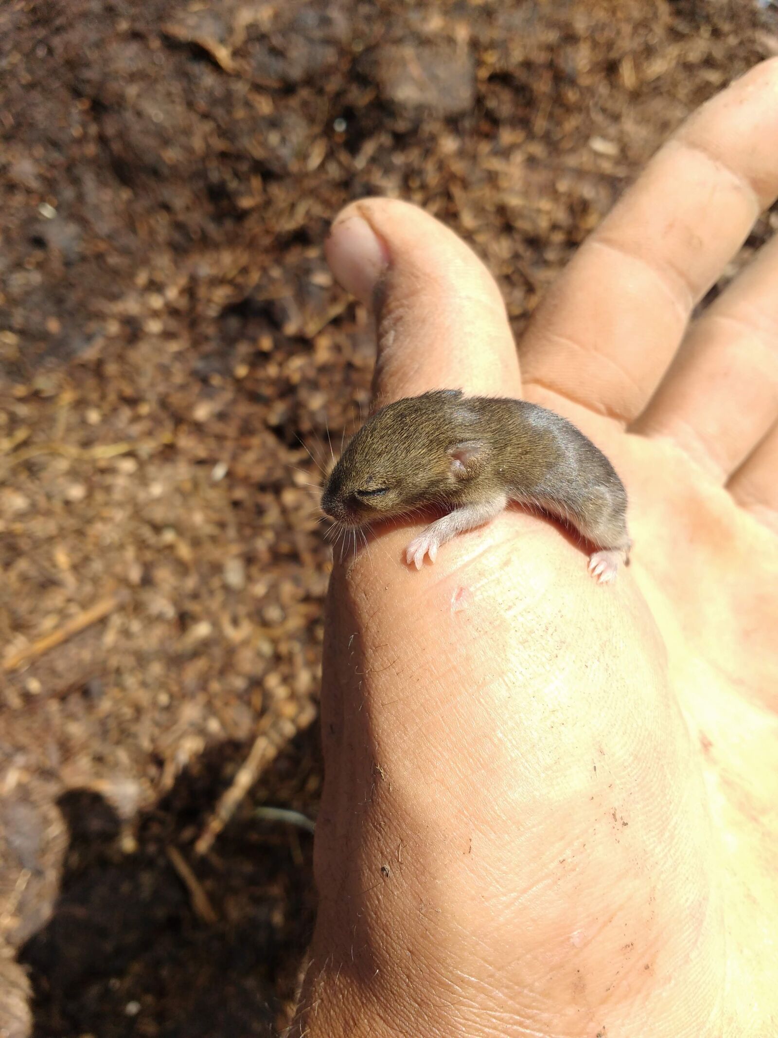 Motorola MotoG3 sample photo. Mouse, these, rat photography