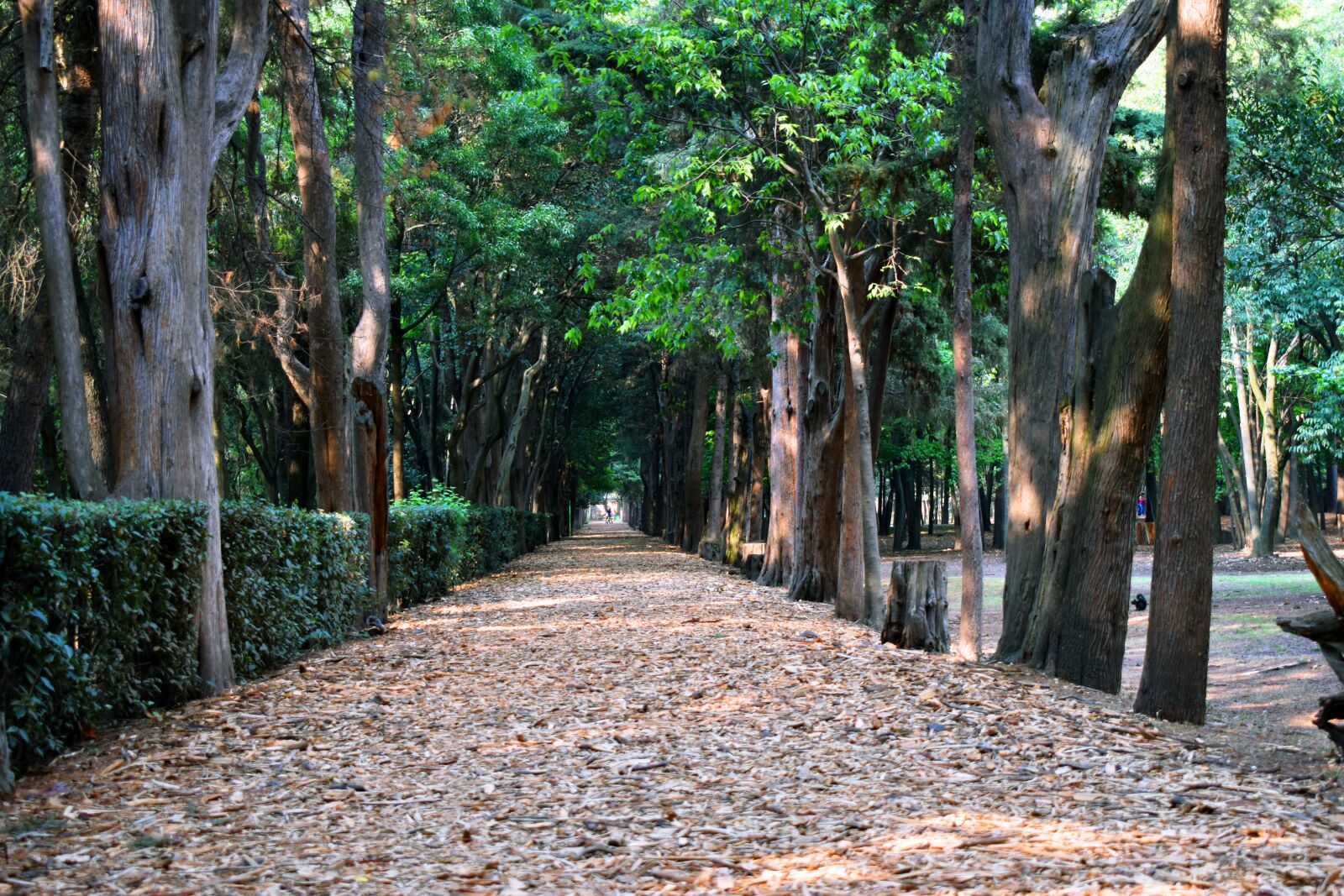 Nikon D5600 sample photo. Wood, tree, nature photography