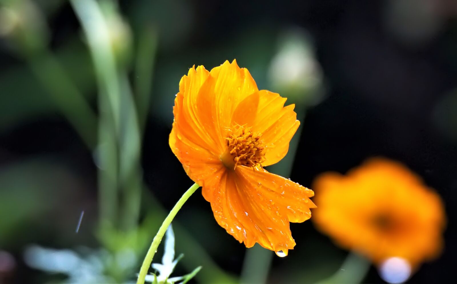Olympus OM-D E-M1 sample photo. Flower, wet, outdoor photography