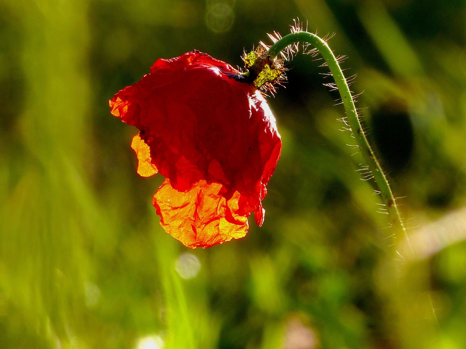 Panasonic Lumix DMC-FZ150 sample photo. Nature, flowers, garden photography