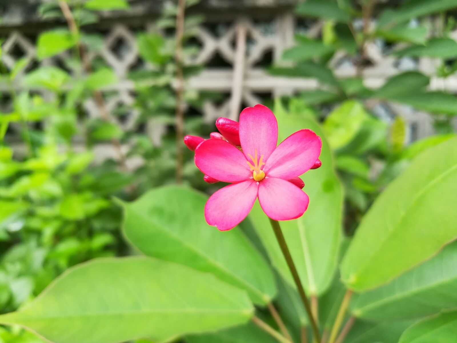 HUAWEI GR5 2017 sample photo. Flowers, red photography