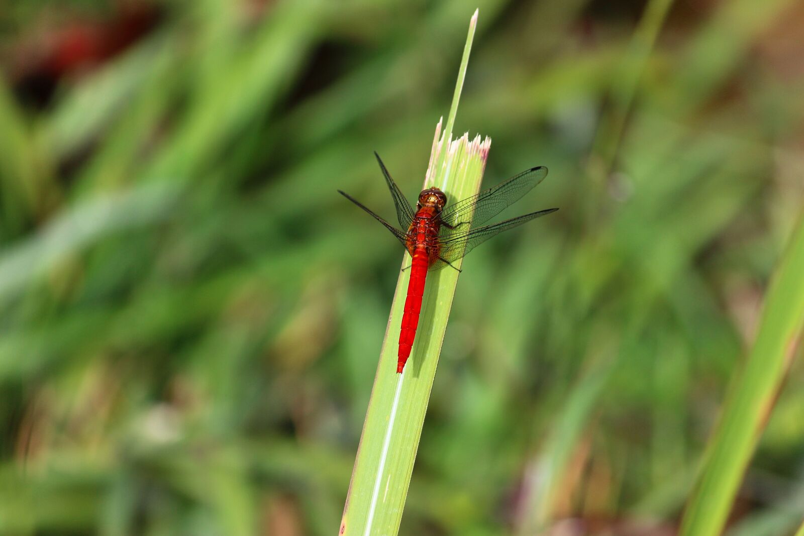 Canon EOS 600D (Rebel EOS T3i / EOS Kiss X5) sample photo. Dragonfly, macro, insect photography