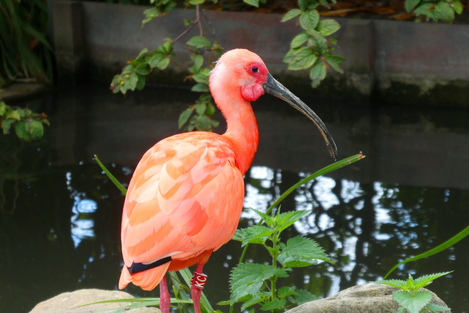 Panasonic Lumix DC-ZS70 (Lumix DC-TZ90) sample photo. Ibis, bird, waterfowl photography