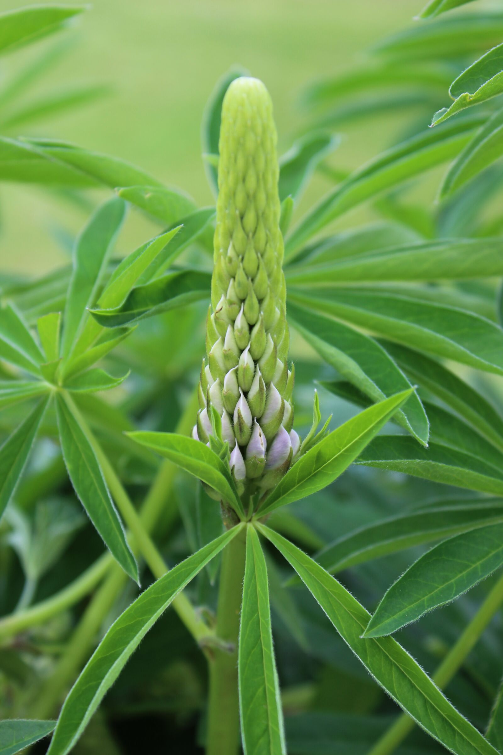 Canon EOS 600D (Rebel EOS T3i / EOS Kiss X5) sample photo. Green, macro, garden photography