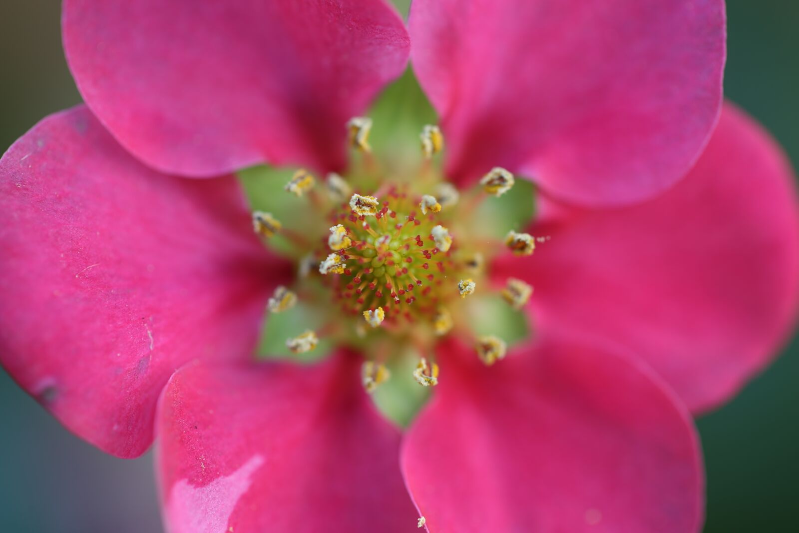 Canon EOS 5D Mark III sample photo. Flower, blossom, bloom photography