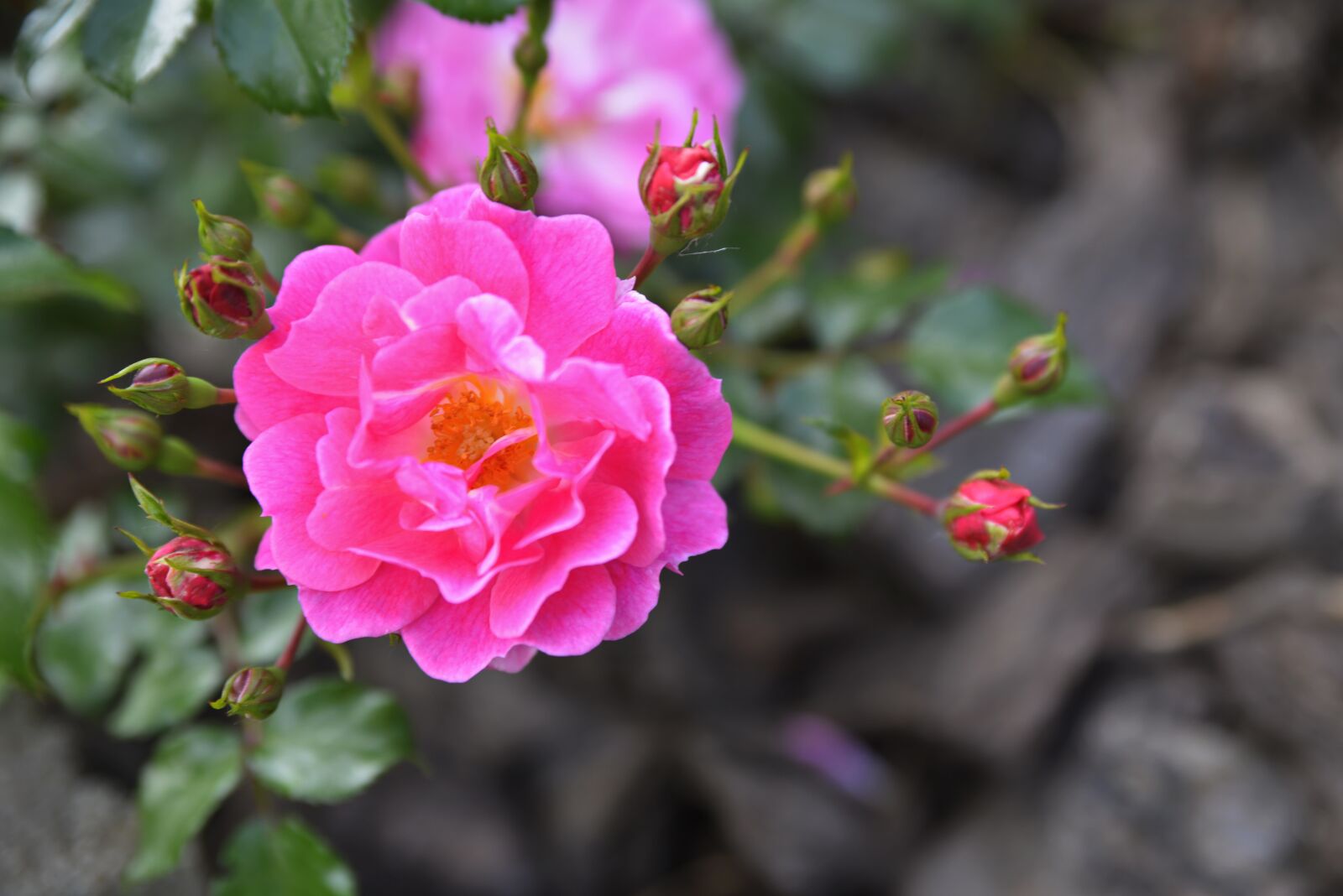 Nikon D600 sample photo. Flower, rose, raspberry photography