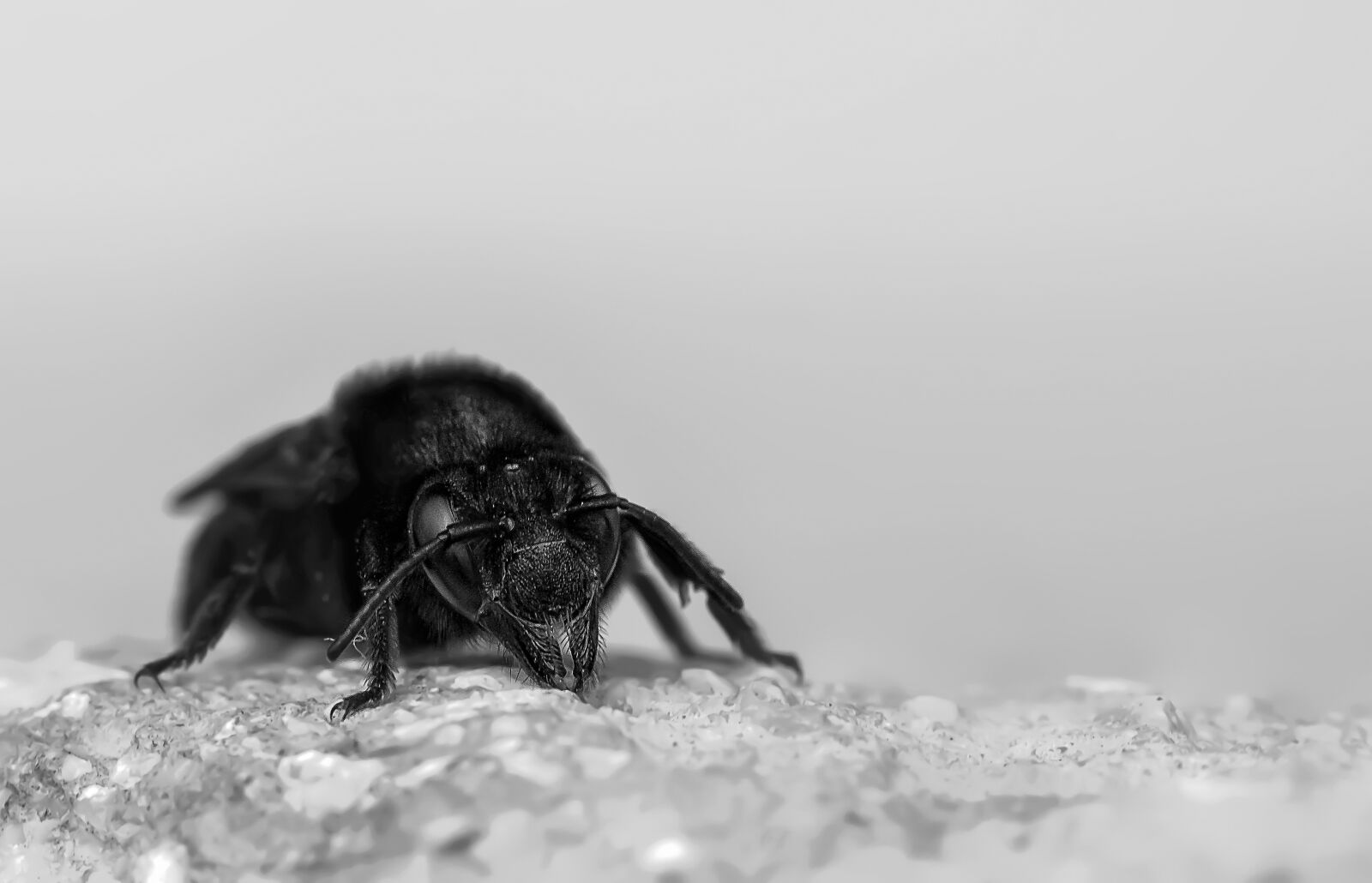 Nikon D800 sample photo. Macro, insects, nature photography