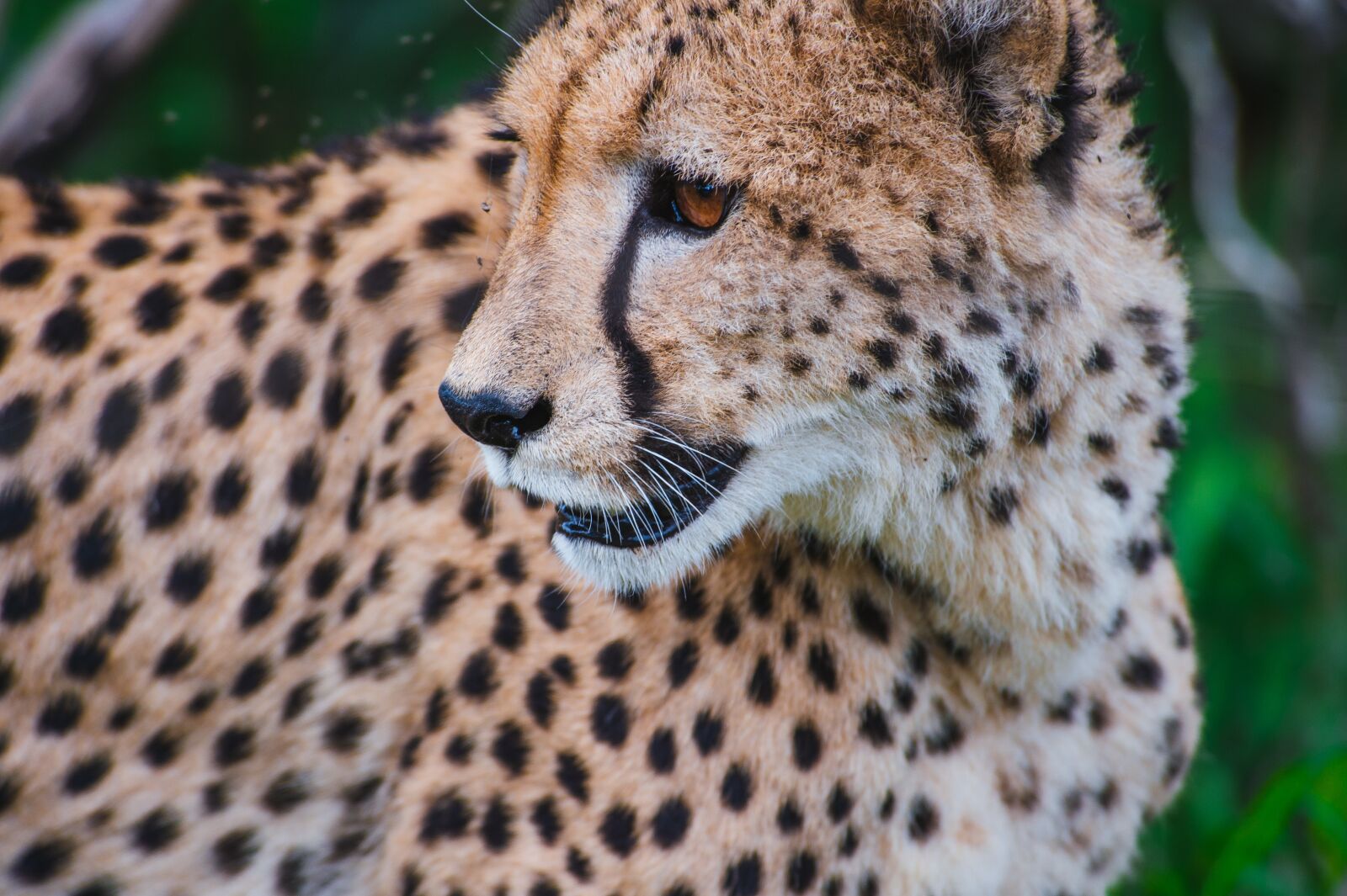 Nikon D4S sample photo. Animal, big cat, close-up photography