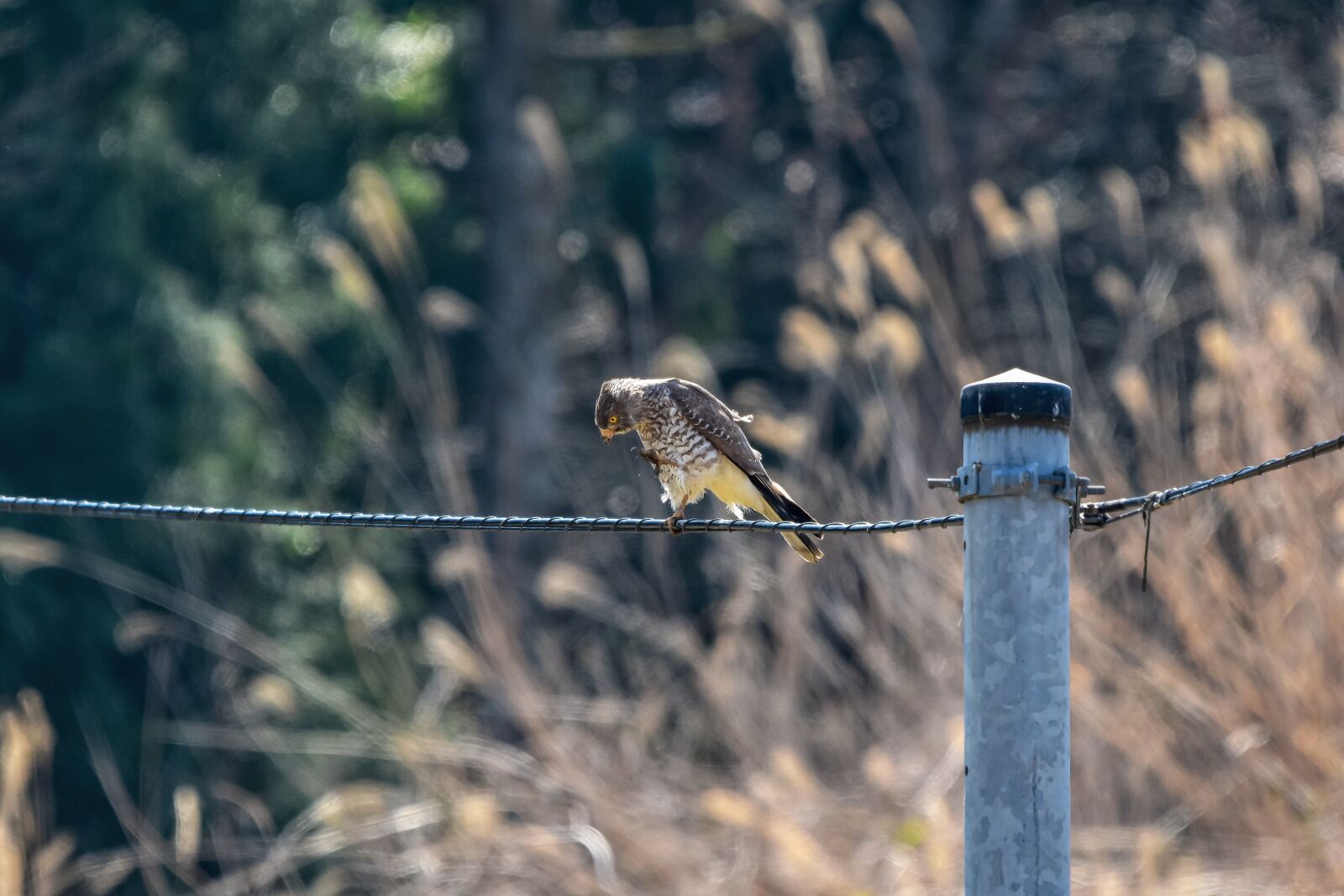 Nikon D7200 sample photo. Animal, forest, wood photography