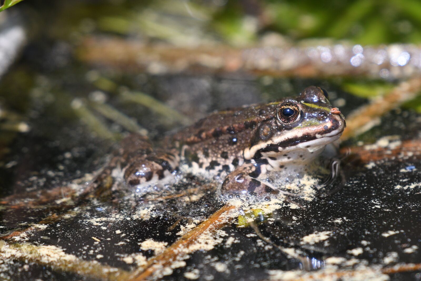 Nikon D500 sample photo. Frog, water lily, nature photography