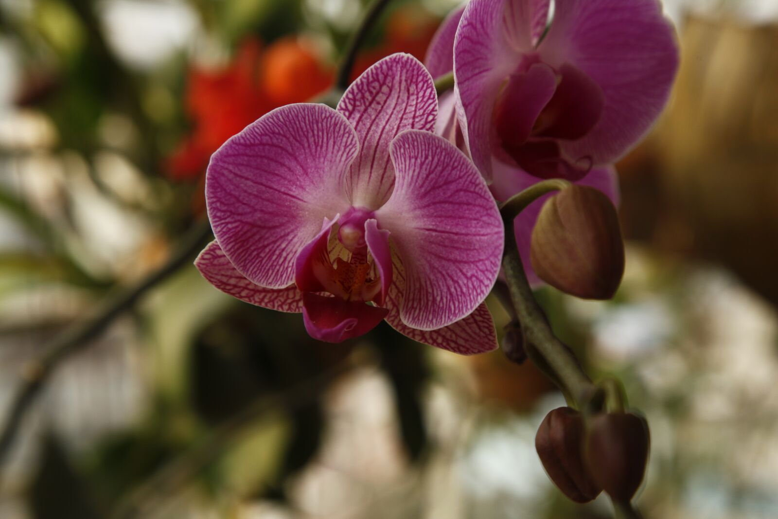 Canon EOS 5D Mark II sample photo. Orchid, phalanopsis, flower photography