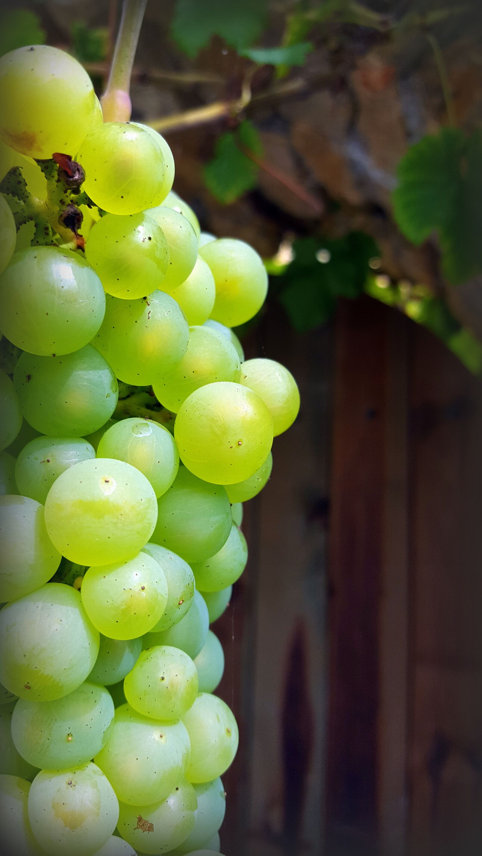 Samsung Galaxy S6 sample photo. Grape, cluster, white grape photography