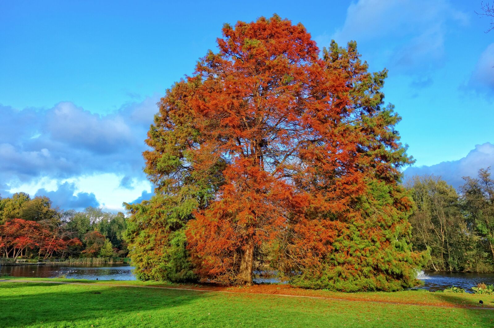 Sony Cyber-shot DSC-RX100 sample photo. Fir tree, conifer, pine photography