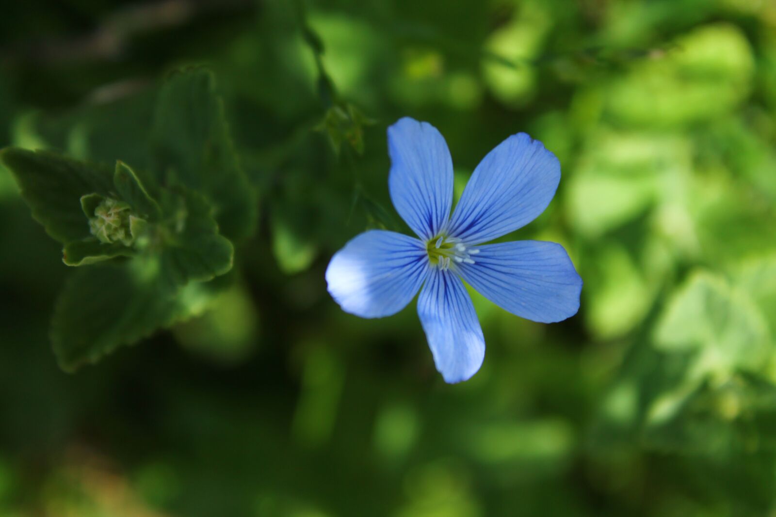 Canon EOS 1100D (EOS Rebel T3 / EOS Kiss X50) sample photo. Spring, flower, nature photography
