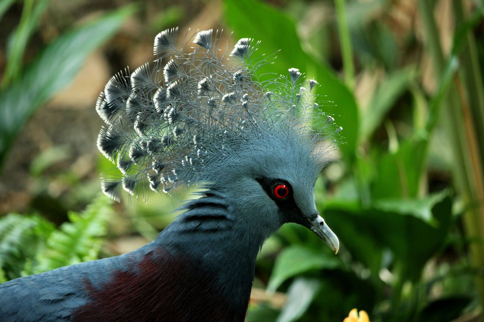 Canon EF-S 55-250mm F4-5.6 IS STM sample photo. Portrait, bird, nature photography