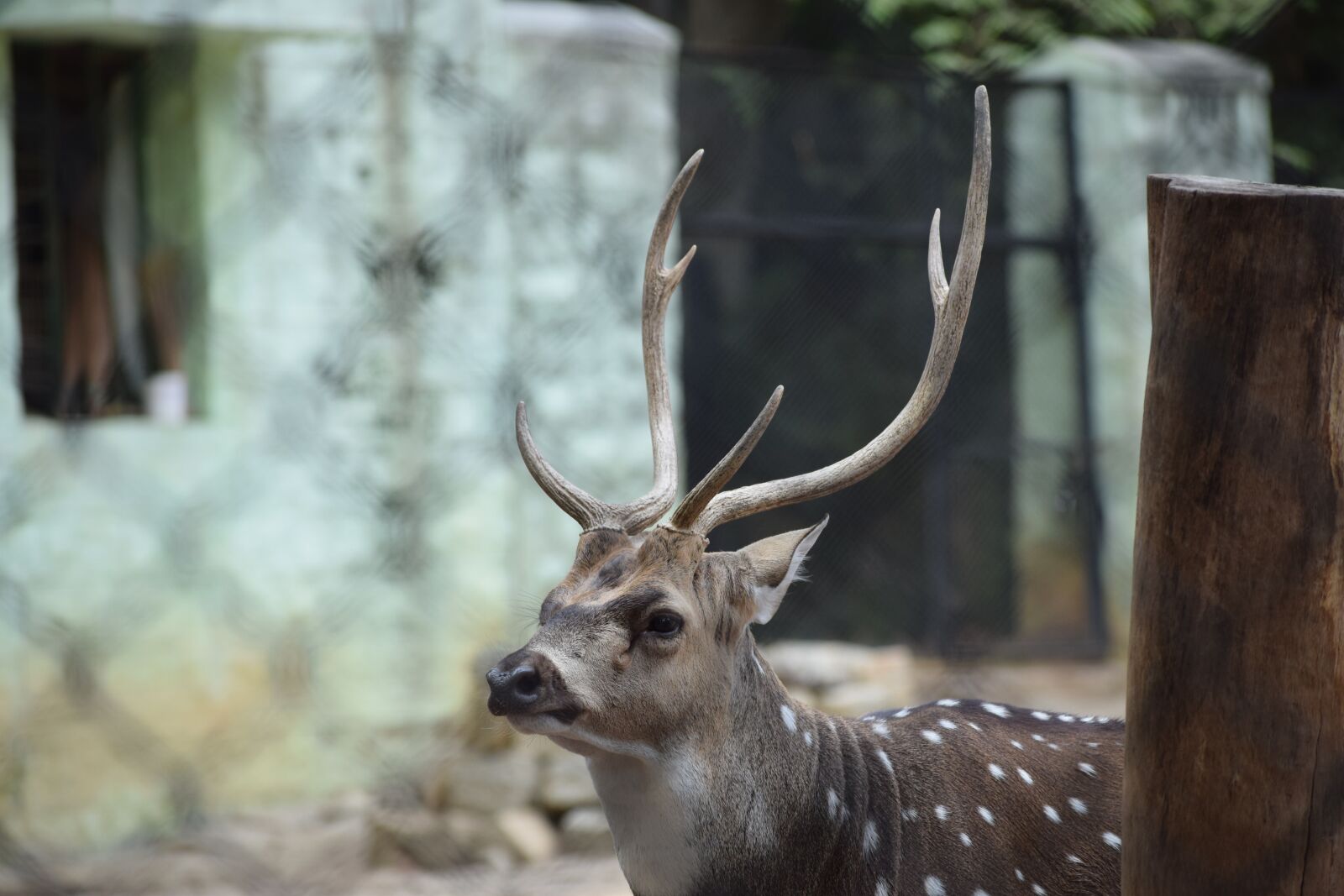 Nikon D3300 sample photo. Animal, deer, nature photography
