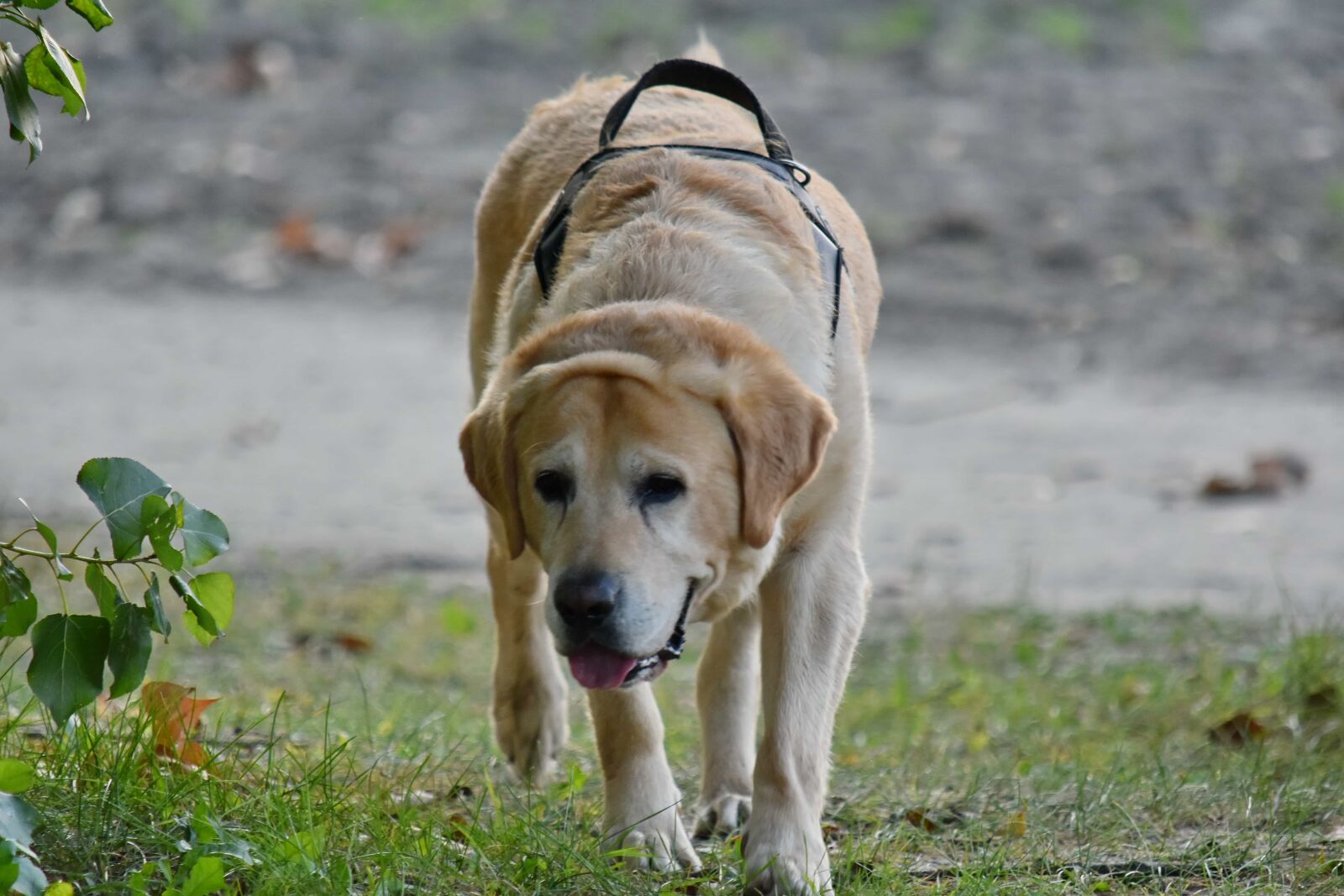 Nikon D5500 sample photo. Collar, hunting dog, labrador photography