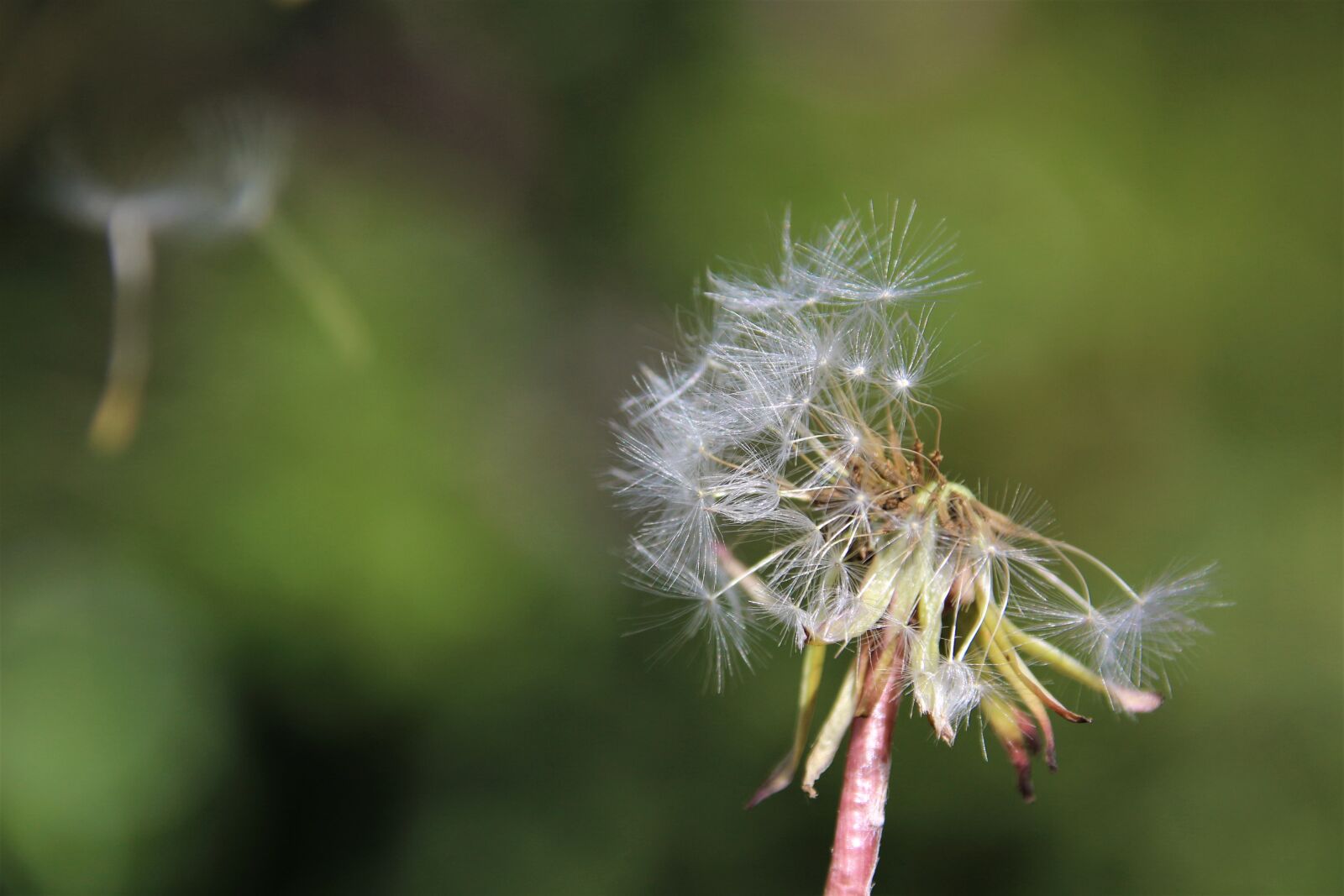 Canon EOS 700D (EOS Rebel T5i / EOS Kiss X7i) sample photo. Dandelion, spring, seeds photography