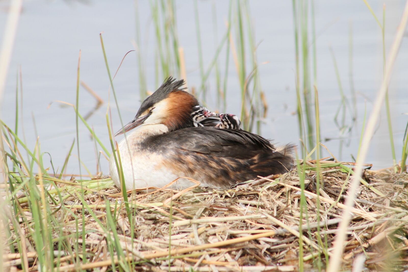 Canon EOS 7D + Canon EF 75-300mm F4.0-5.6 IS USM sample photo. Great crested grebe, bird photography