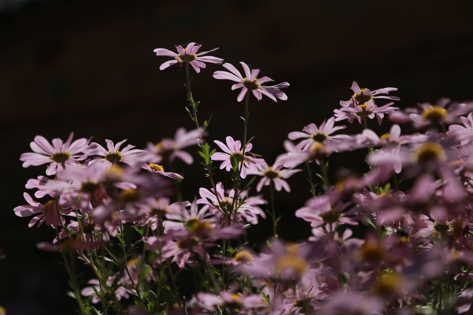 Canon EOS 6D + Canon EF 24-105mm F4L IS USM sample photo. Chrysanthemum, flowers, nature photography