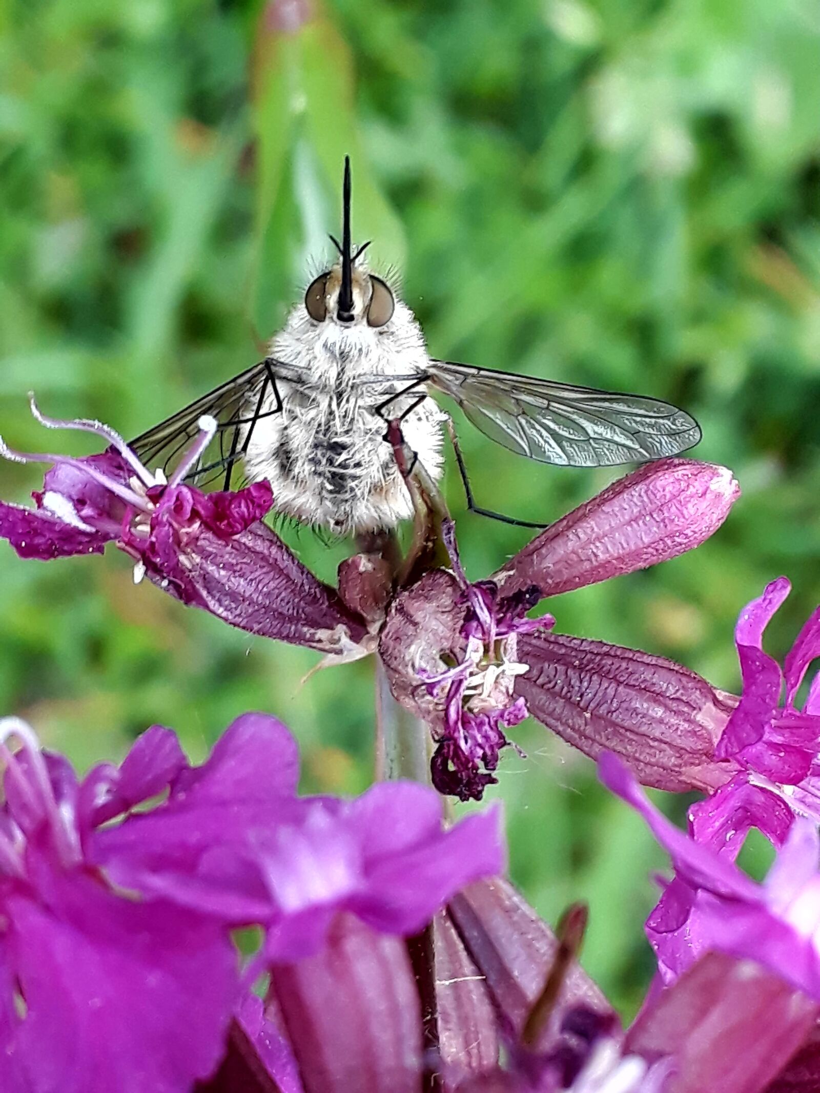 Samsung Galaxy A3(2017) sample photo. Bombyliidae, hummelfliege, great photography