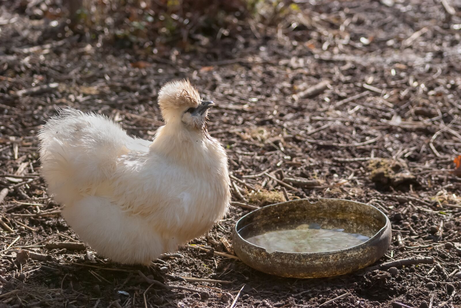 Nikon D80 sample photo. Nature, bird, hen photography