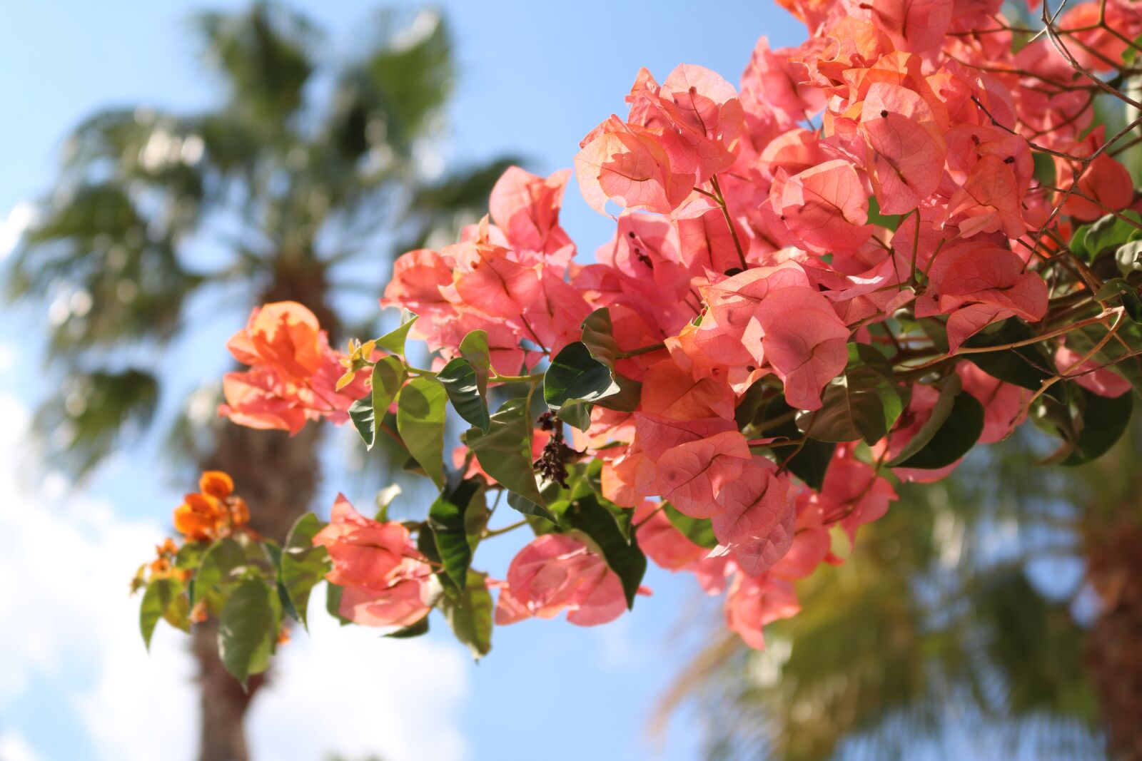 Canon EOS 750D (EOS Rebel T6i / EOS Kiss X8i) sample photo. Bougainvillea, flowers, mediterranean photography