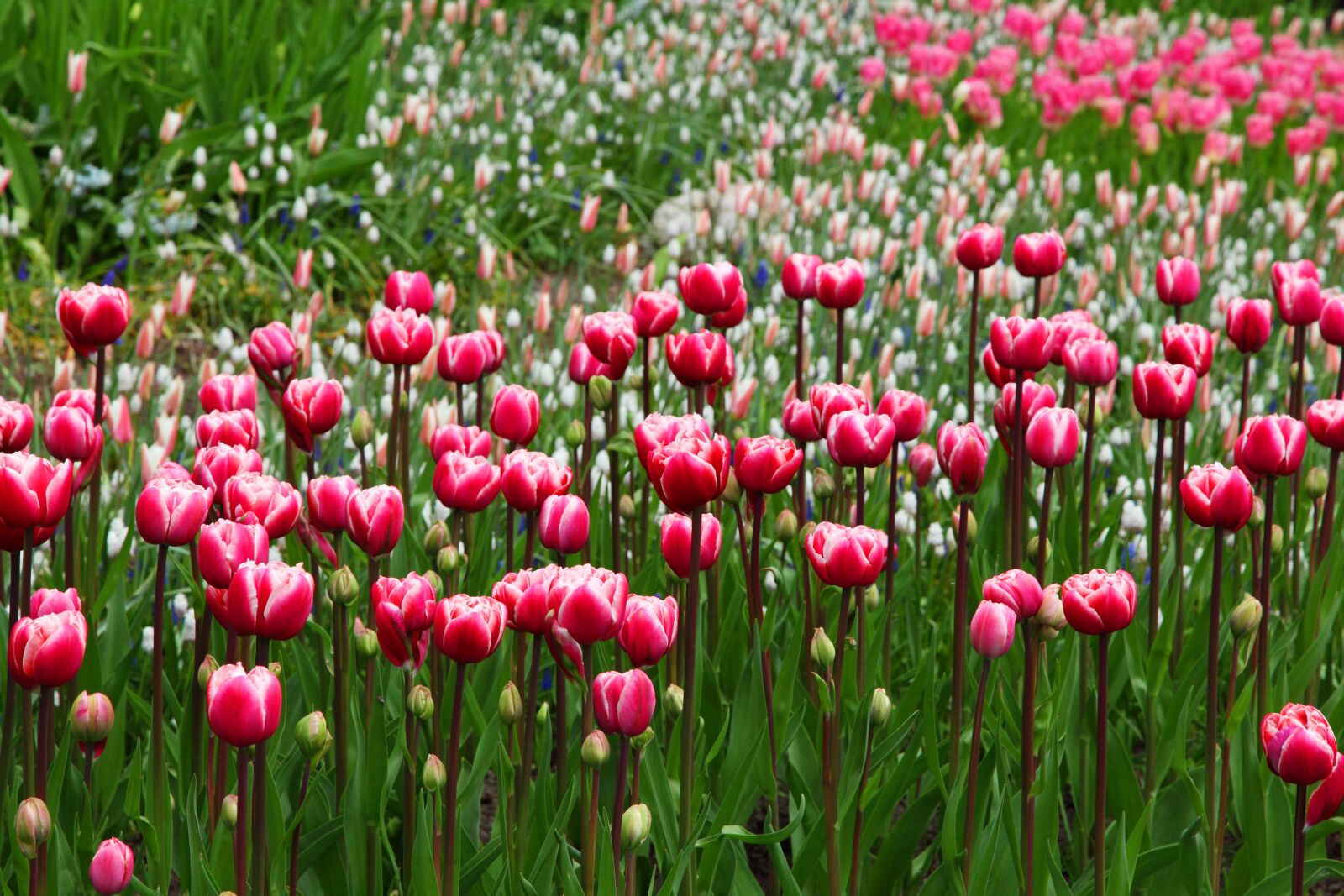 Canon EOS 5D Mark II sample photo. Nature, flowers, bloom, blossom photography