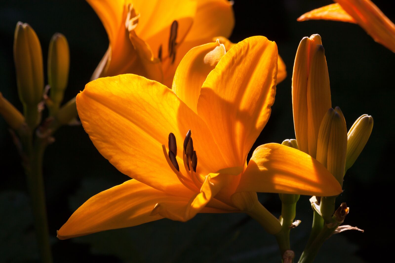 Canon EOS 50D sample photo. Daylily, hemerocallis, day lily photography