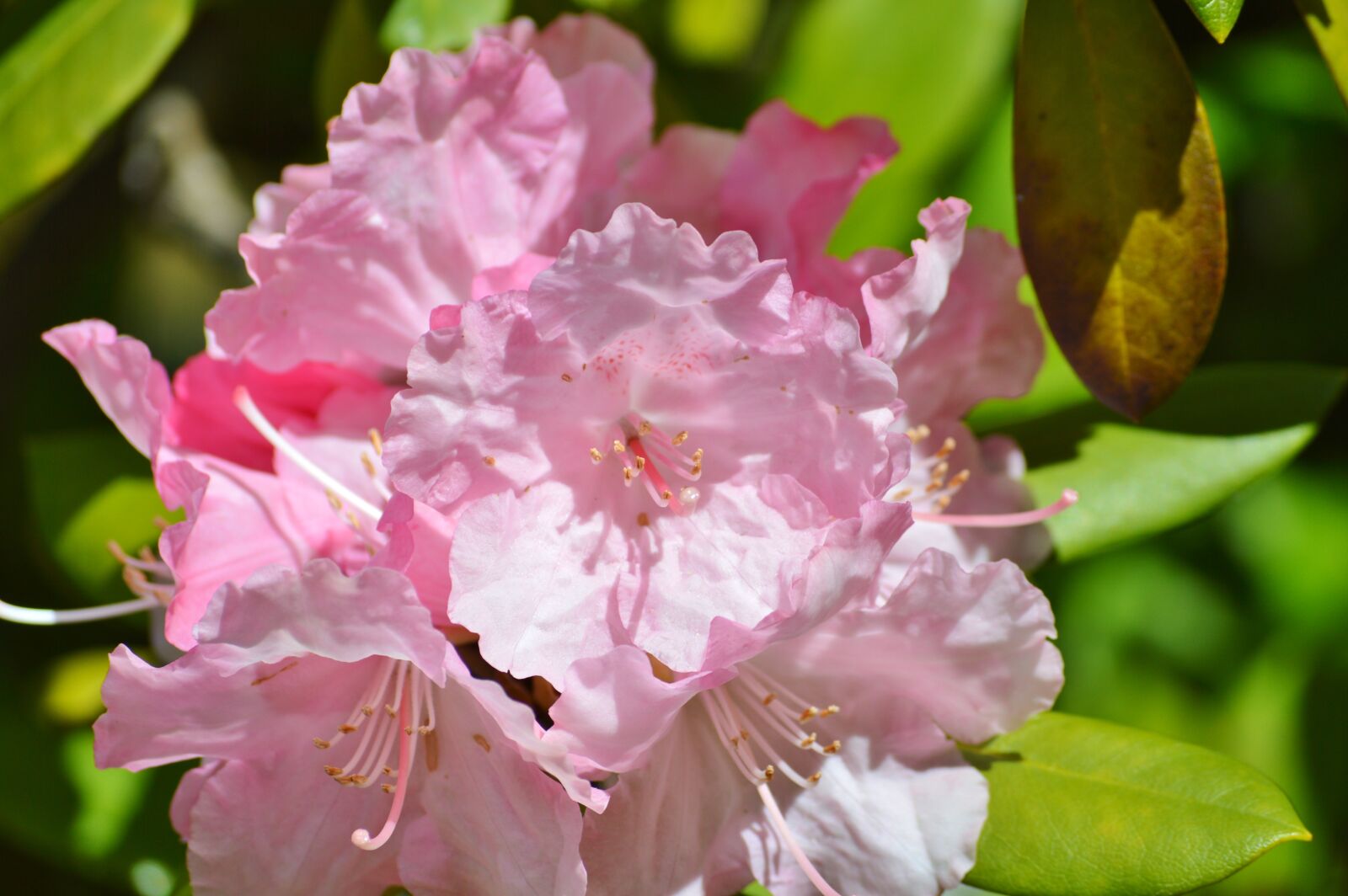 Nikon D3200 sample photo. Oleander, laurel rose, dog photography