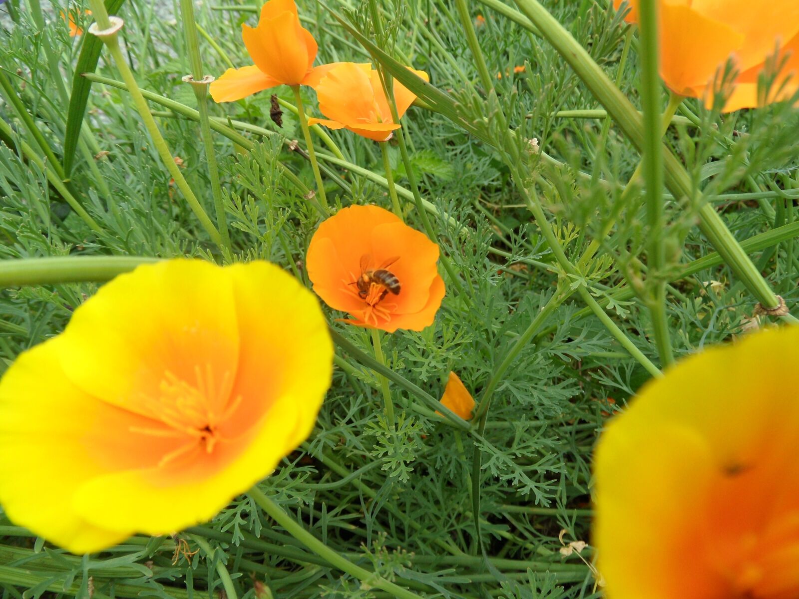 Samsung WB600 / VLUU WB600 /  WB610 sample photo. Flowers, bee, nature photography
