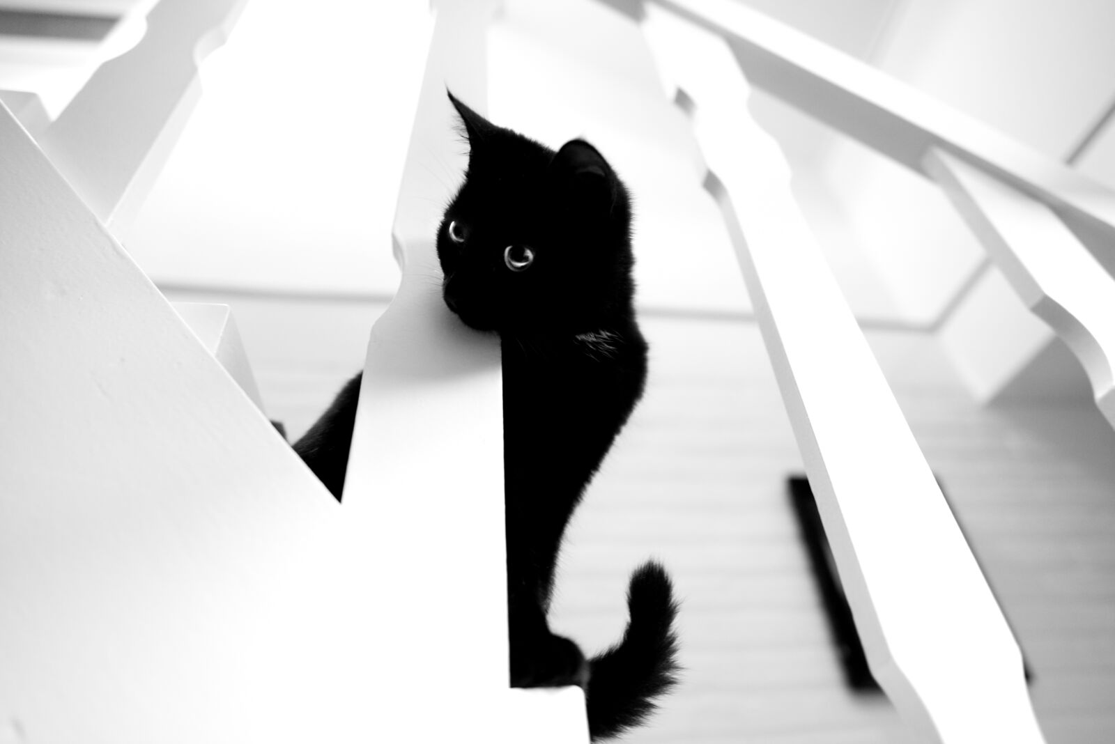 Nikon D610 sample photo. Black, cat, white stairs photography